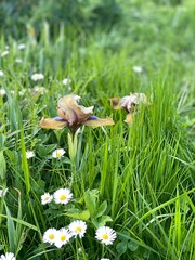 Iris flowers in lush green meadow with daisies, vibrant nature scene suitable as background © dvoevnore