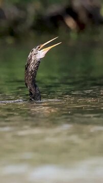 Anhinga Water Turkey Snake Bird Darter Fish Flip Reel Video Skilled Hunter 