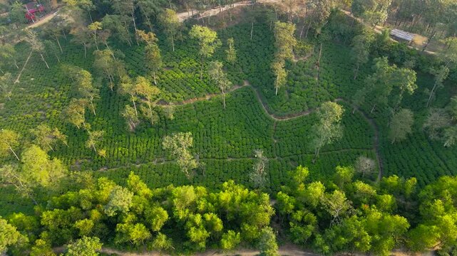 Aerial top-down view of lush green paddy fields in Haor, Bangladesh