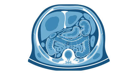 Fototapeta premium Human Abdominal Anatomy Cross Section Illustration - Digestive System Organs