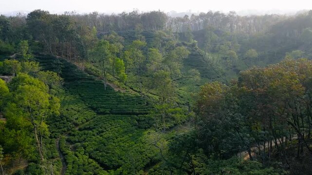 Aerial top-down view of lush green paddy fields in Haor, Bangladesh