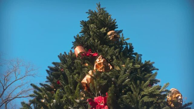 Bottom view, camera moving in circle around an evergreen Christmas tree outdoors, decorated with flickering garlands, gold gift boxes and red flowers on sunny winter day against clear blue sky.