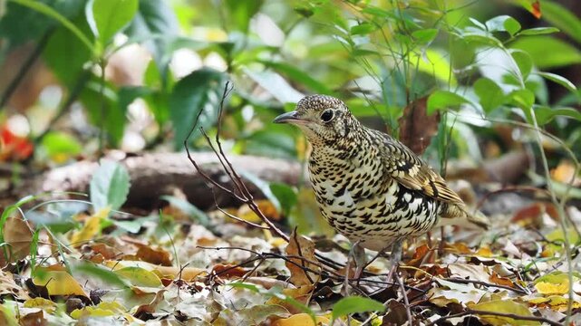 ゆらゆらと体を揺らすトラダンスをしながら枯れ葉をかき分け、どんどん虫を見つけていくトラツグミ