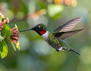 Fototapeta premium A hummingbird with green feathers hovering mid-air next to a flower. Ai
