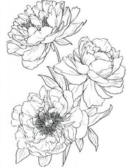 Fototapeta premium Elegant black and white line art of peony flowers with intricate petal details on white background, botanical floral illustration for coloring pages, tattoo design, and wedding invitation decor