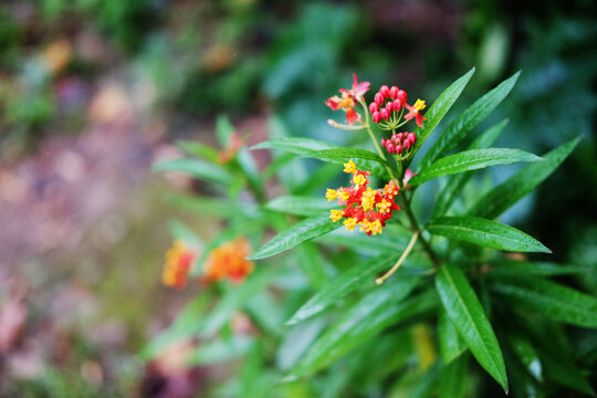 Blooming fresh Asclepias curassavica fowers in tropical garden