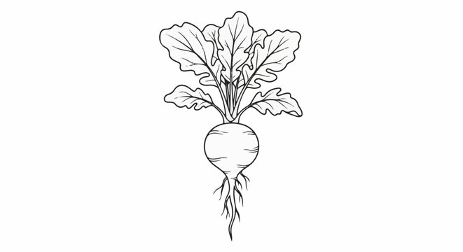 Stylized line drawing of a root vegetable with prominent leaves and roots