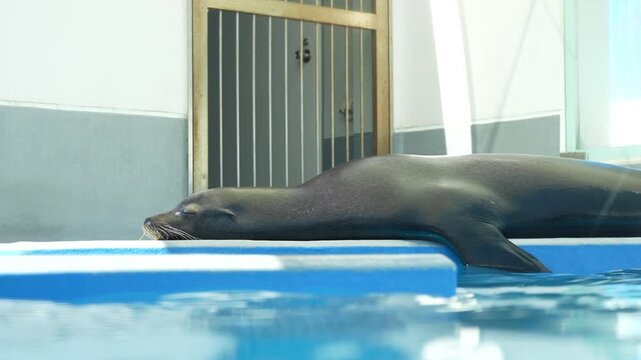 眠いアシカ　日本