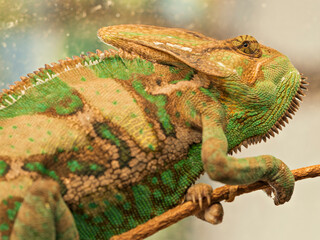 Veiled chameleon climbing on a wooden branch in a terrarium. © Krajcir