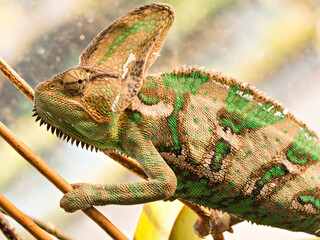 Veiled chameleon sitting on a branch with detailed skin texture. © Krajcir