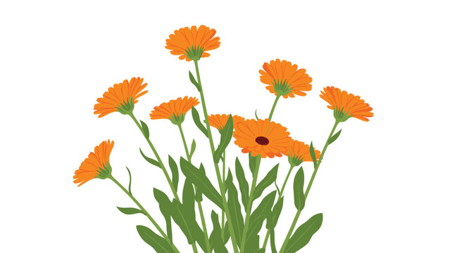 Vibrant cluster of orange calendula or marigold flowers with detailed petals and green leaves against a plain white background.