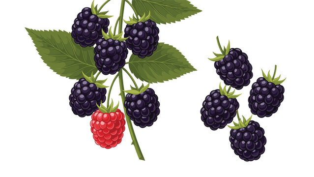 Cluster of ripe dark blackberries and one bright red raspberry growing on a green leafy branch isolated on a clean white background.