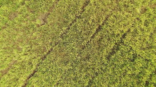 Drone shot of lush green rice paddies with visible planting patterns in Ninh Binh, Vietnam. Vibrant agricultural landscape seen from above.