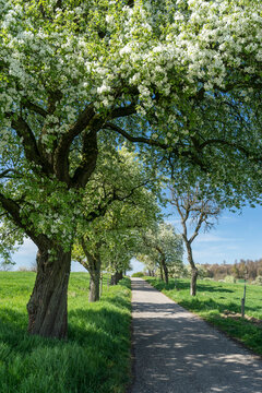 Kernobstallee bei Bruchsal im Fr&uuml;hling