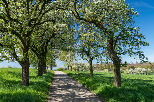 Kernobstallee bei Bruchsal im Fr&uuml;hling