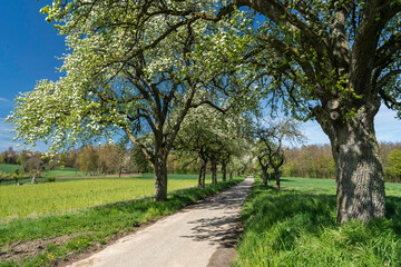 Naklejka premium Kernobstallee bei Bruchsal im Frühling