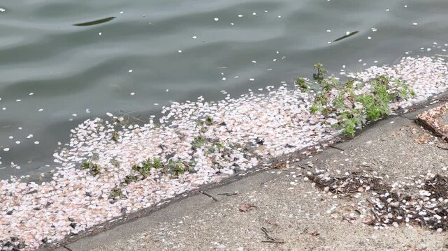 桜の花びらが池の隅に溜まり波で揺れる春の風景