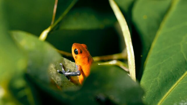 Close up of a small strawberry poison dart frog in its natural rainforest habitat. The vibrant orange amphibian is sitting on a leaf