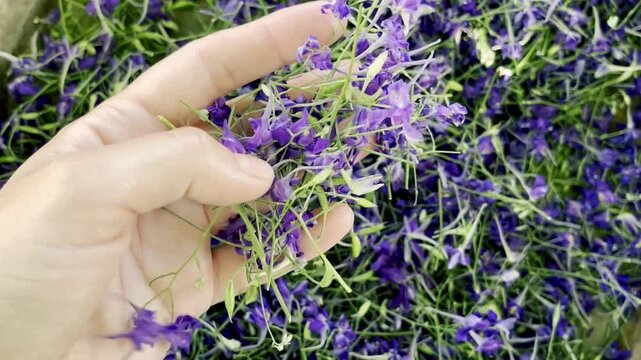 A woman's hand holding collected and dried medicinal plant Consolida regalis close-up