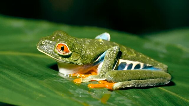 Colorful red eyed tree frog, a tropical amphibian, sitting on a wet green leaf. This vibrant creature from the rainforests of Costa Rica is a symbol of exotic wildlife
