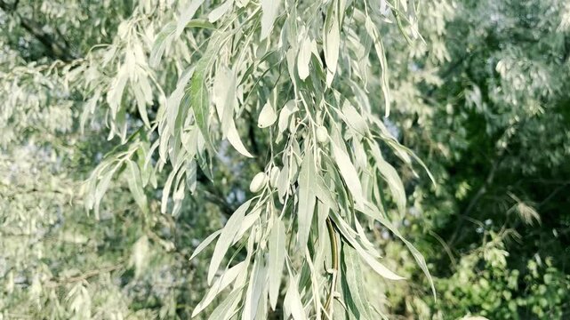 Loch ordinary (Elaeagnus angustifolia L., wild olive tree, djidda, jide, pshat, igda)	