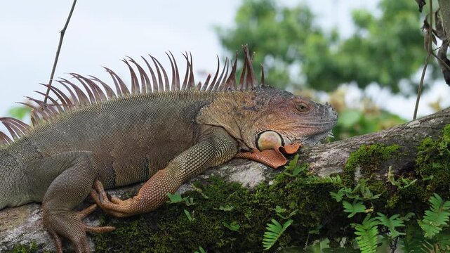 Majestic large iguana resting on a mossy tree branch in its natural habitat. Beautiful close up of a reptile in the tropical rainforest