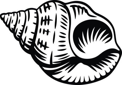 Seashell SVG ,