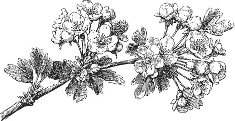 Naklejka premium Vintage branch of hawthorn flowers and leaves detailed botanical illustration in black and white