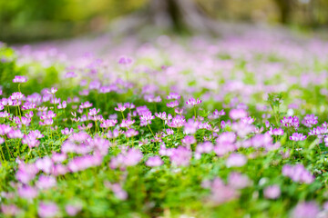 Obraz premium 木の根元に広がるレンゲソウの花畑と春のやわらかなボケ