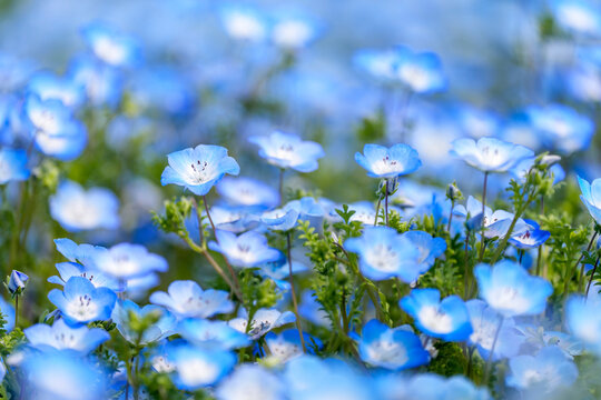 やわらかなボケに包まれたネモフィラの群生と春の爽やかな花風景