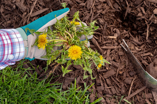 Pulling dandelion weed by hand. Lawncare, lawn maintenance and gardening concept.