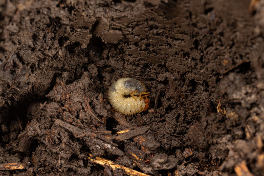 White grub in soil of flowerbed. Lawncare, lawn and garden pest control. 