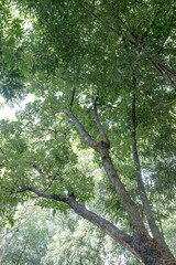 Fototapeta premium Towering trunk meets bamboo crowns beneath a bright forest canopy. Upward woodland view with layered leaves and textured bark. Lush treetop scene blending tall stems with airy green cover
