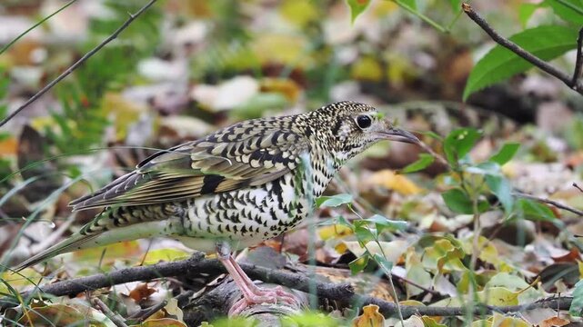 トラダンスをしながらどんどん虫を見つけていくトラツグミ。体を震わせる動きが良くわかる構図。