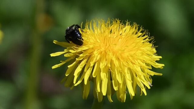 Eastern carpenter bee on yellow dandelion flower at spring, 4 k video at spring with nature sound