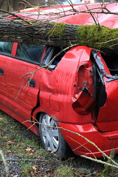 Red car crushed by a fallen tree after a severe storm in the forest