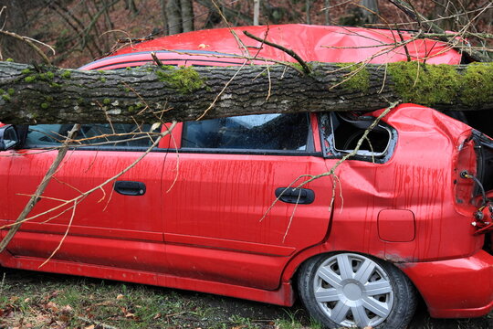 Damaged red vehicle smashed by a large fallen tree trunk during a storm