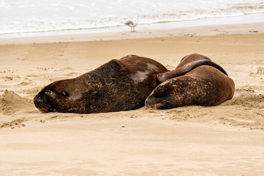 Possessive male sealion