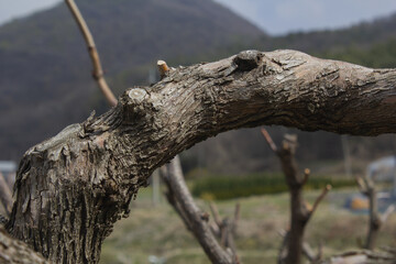 Fototapeta premium It is a close-up of a tree branch.