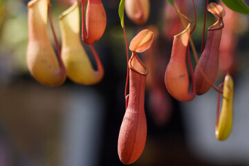 Obraz premium Vibrant Pitcher Plants Hanging in Greenery Background
