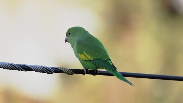 Yellow chevroned Parakeet (Brotogeris chiriri) perched on a power line.