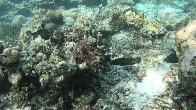 A common octopus is swimming along the reef in the Indian Ocean, Maldives. The common octopus (Octopus vulgaris) is a mollusk belonging to the class Cephalopoda. 