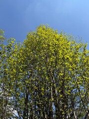 Obraz premium Persian ironwood (Parrotia persica) tree with fresh bright green leaves in early spring, viewed from below against a clear blue sky. Lush foliage and dense branching create a vibrant natural canopy.