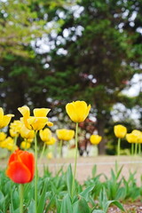 Fototapeta premium Vibrant yellow tulips and a red tulip blooming in a spring garden