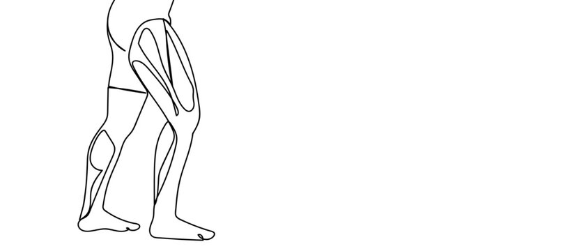 continuous line drawing of Leg muscle anatomy vector illustration Editable stroke.
