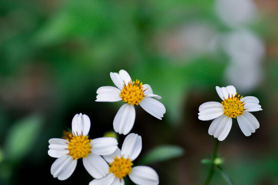 Bidens alba , Butterfly needles or Common beggarticks or Hairy beggarticks or Romerillo or Shepherds needles or Spanish needles or weed