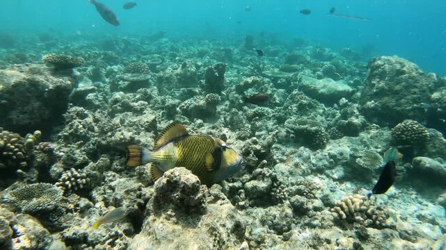 The titan triggerfish is swimming along the reef in the Indian Ocean, Maldives. 
