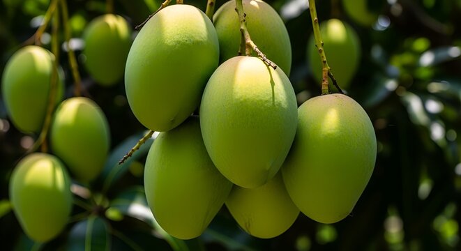Fresh Unripe Green Mango Hanging on Tree Branch in Orchard