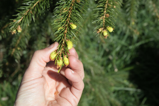 New growth on spruce tree inspected by forester or gardener with defocused background. Bright new shoots on a young spruce branch. Forest health and regrowth concept. Selective focus.