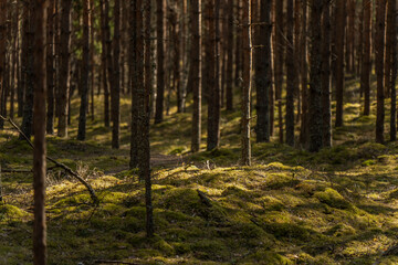 Fototapeta premium Moss covered forest floor with tall pine trunks in quiet woodland, natural habitat, forestry landscape and ecosystem texture concept